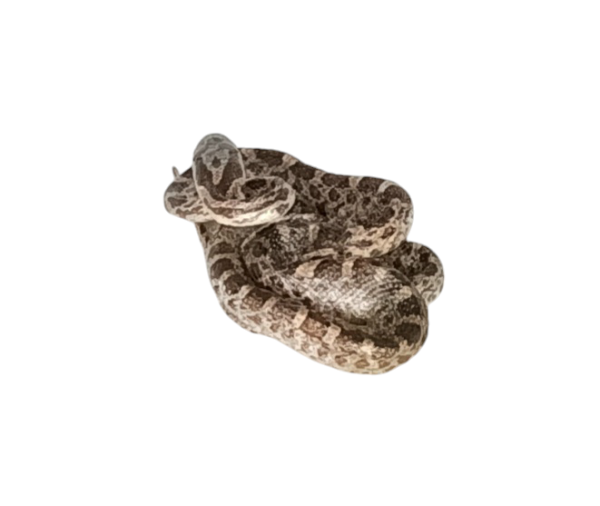 Taxidermy Tiny Corn Snake. Log no 79. - Image 2