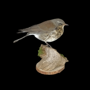 Taxidermy Fieldfare. Log no 638a.