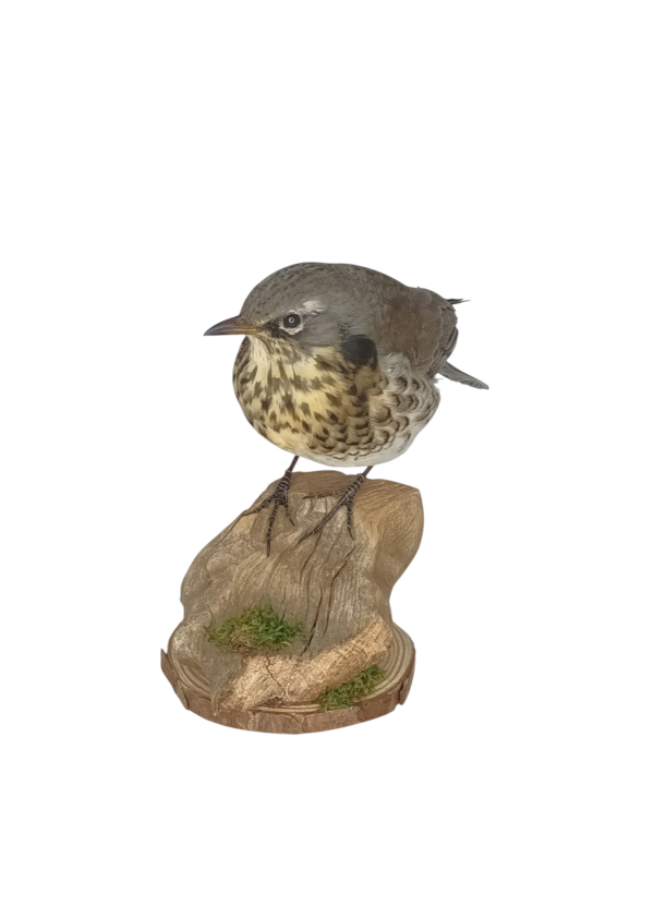 Taxidermy Fieldfare. Log no 638a. - Image 2