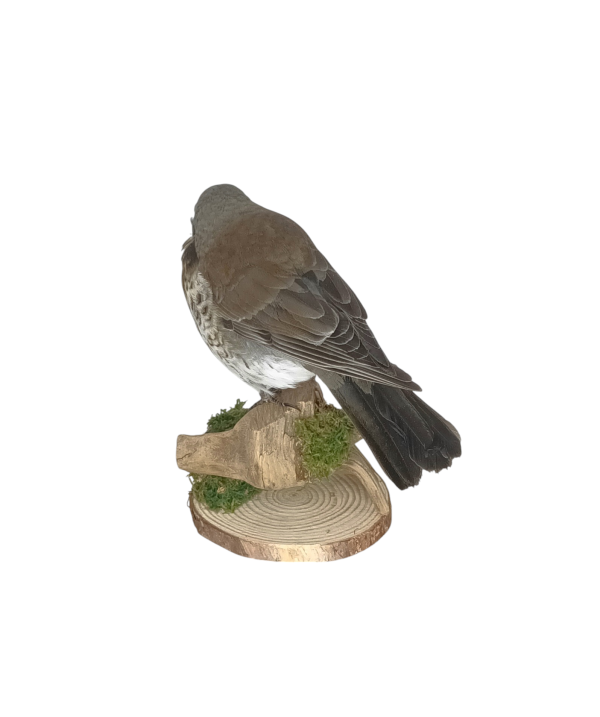 Taxidermy Fieldfare. Log no 638a. - Image 5