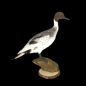 Taxidermy Male Northern Silver Pintail. Log no 604a.