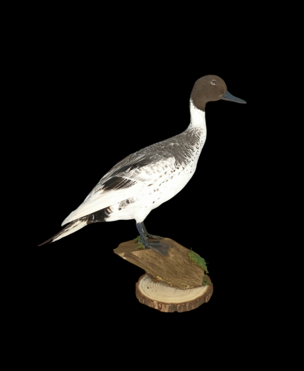 Taxidermy Male Northern Silver Pintail. Log no 604a.