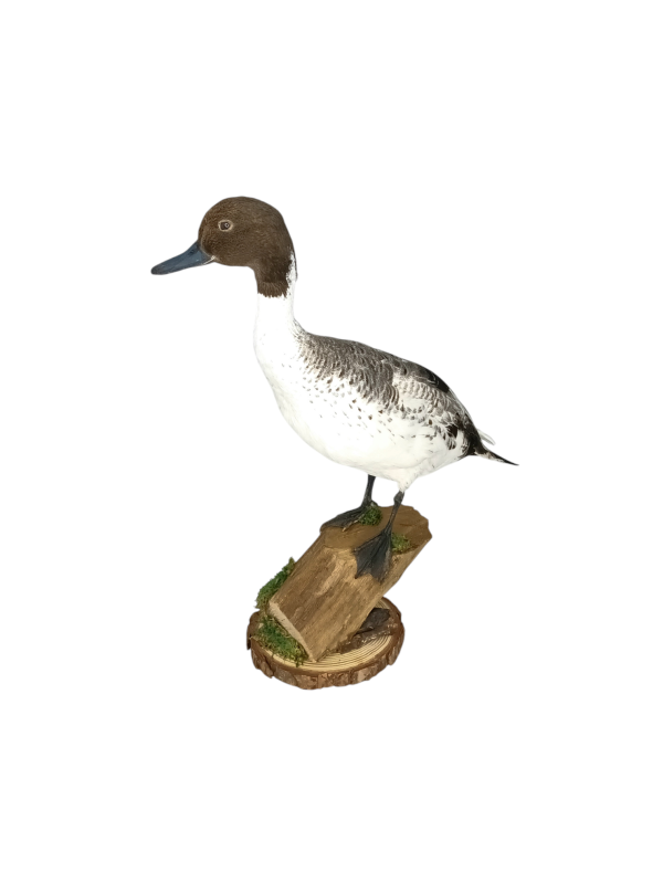 Taxidermy Male Northern Silver Pintail. Log no 604a. - Image 2