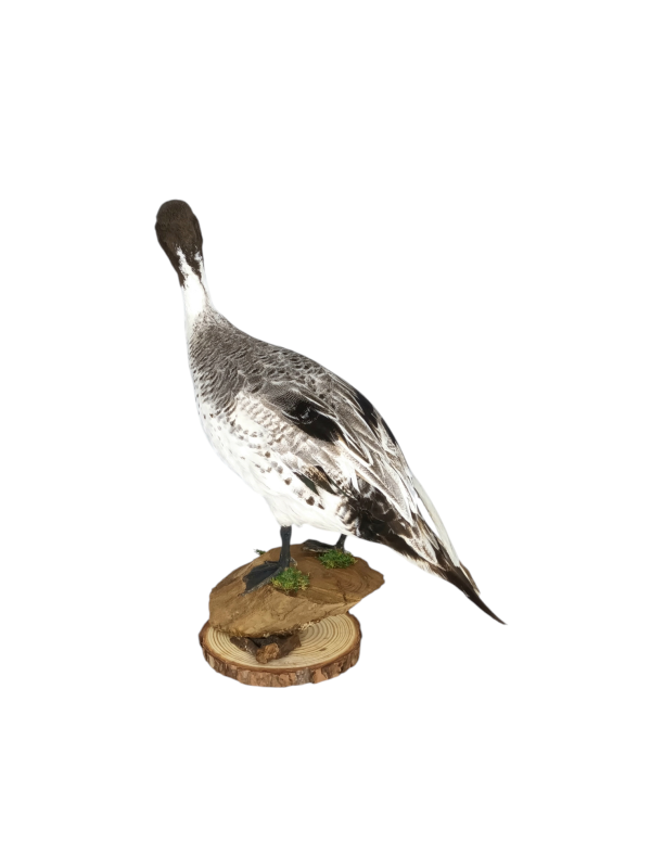Taxidermy Male Northern Silver Pintail. Log no 604a. - Image 4