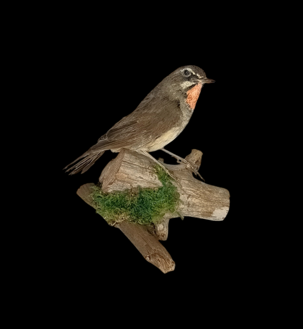 Taxidermy Victorian Siberian Rubythroat. Log no 642a.