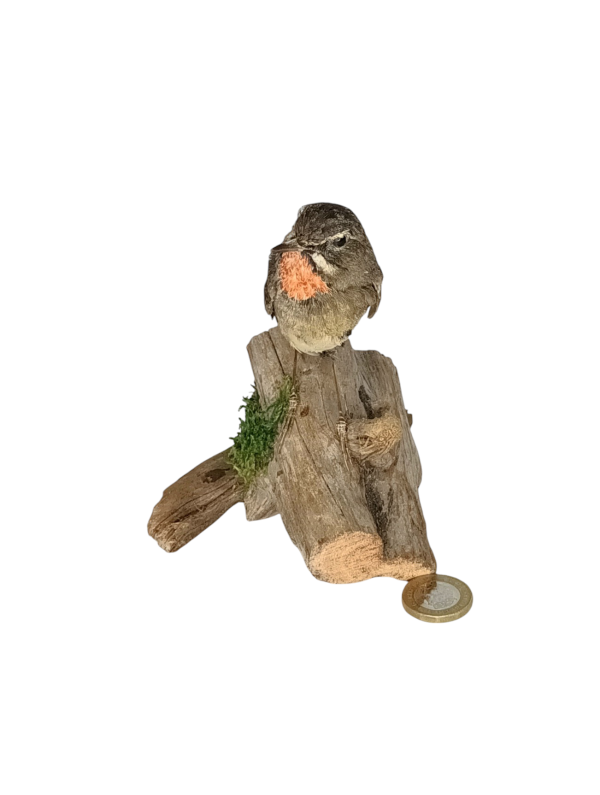 Taxidermy Victorian Siberian Rubythroat. Log no 642a. - Image 3