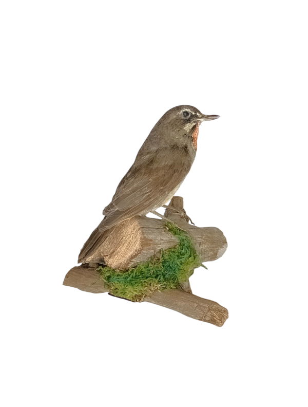 Taxidermy Victorian Siberian Rubythroat. Log no 642a. - Image 4