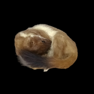 SOLD - Taxidermy Stoat. Log no 74.