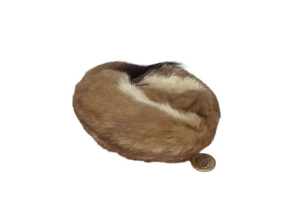 SOLD - Taxidermy Stoat. Log no 74. - Image 3