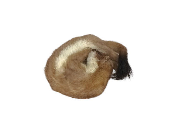 SOLD - Taxidermy Stoat. Log no 74. - Image 2