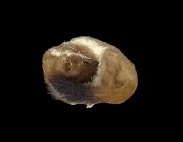 SOLD - Taxidermy Stoat. Log no 74.