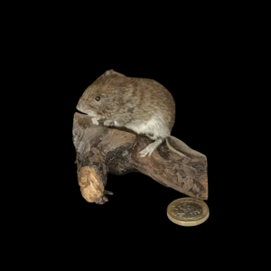 Taxidermy Bank Vole. Log no 106.