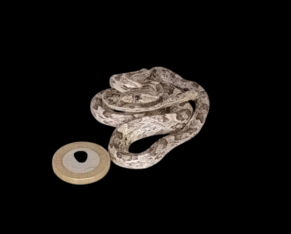 Taxidermy Corn Snake. Log no 93.