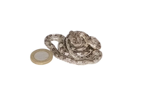 Taxidermy Corn Snake. Log no 93. - Image 3
