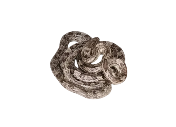 Taxidermy Corn Snake. Log no 93. - Image 2