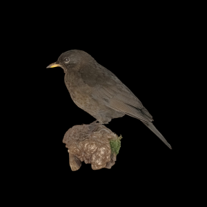 Taxidermy Female Blackbird. Log no 494a.