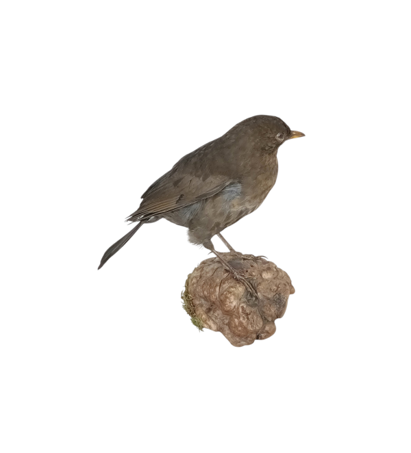Taxidermy Female Blackbird. Log no 494a. - Image 4