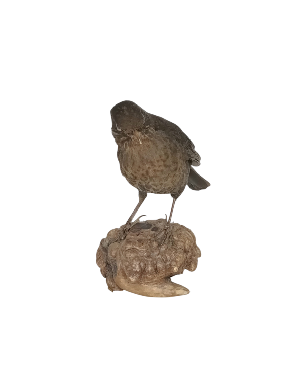 Taxidermy Female Blackbird. Log no 494a. - Image 2
