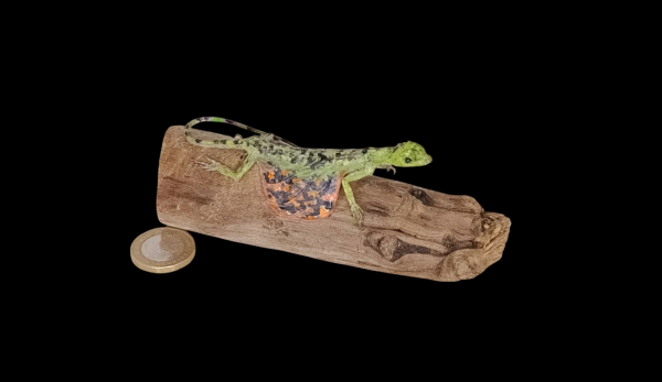 Taxidermy Flying Lizard. Log no 83.