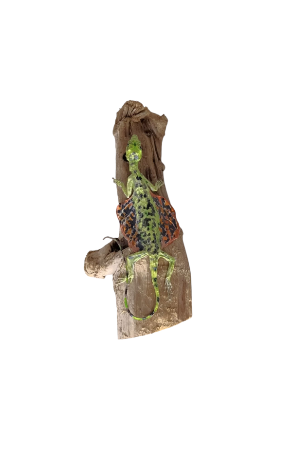 Taxidermy Flying Lizard. Log no 83. - Image 5