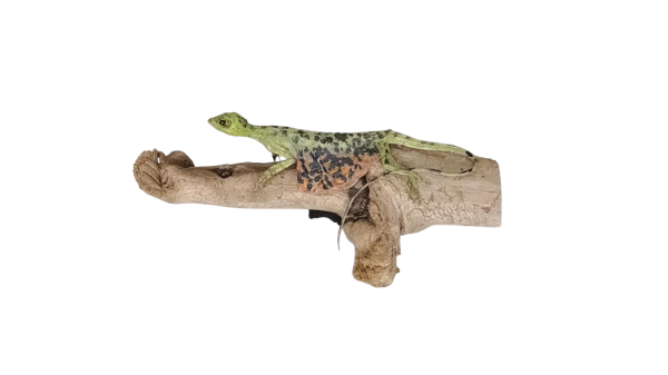 Taxidermy Flying Lizard. Log no 83. - Image 2