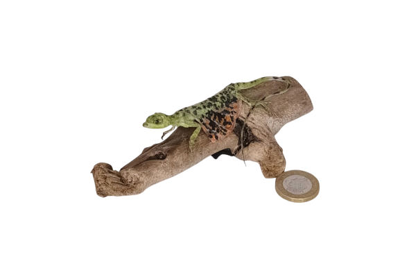 Taxidermy Flying Lizard. Log no 83. - Image 3