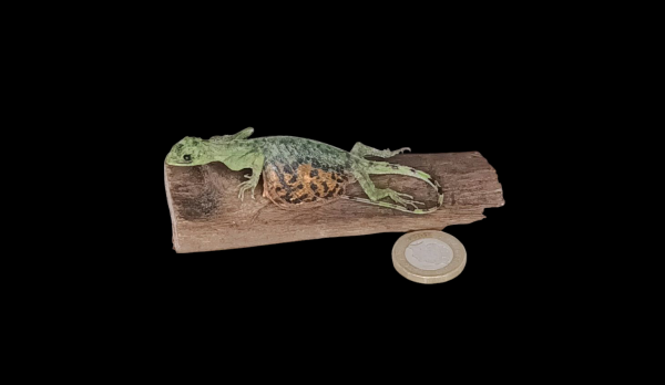 Taxidermy Flying Lizard. Log no 85