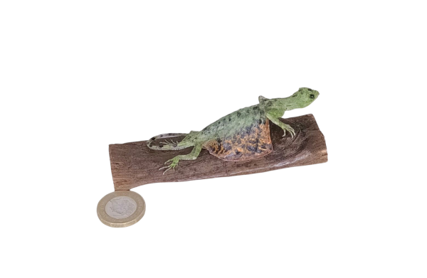 Taxidermy Flying Lizard. Log no 85 - Image 3