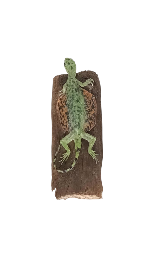 Taxidermy Flying Lizard. Log no 85 - Image 5