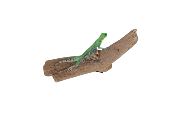 Taxidermy Flying Lizard. Log no 87. - Image 2