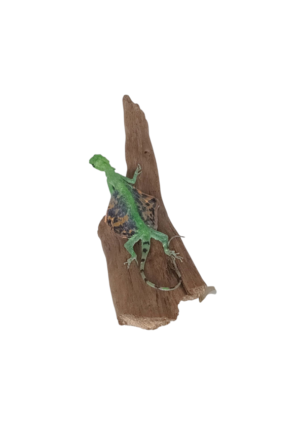 Taxidermy Flying Lizard. Log no 87. - Image 4