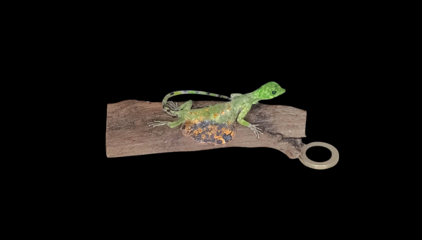 Taxidermy Flying Lizard. Log no 89.