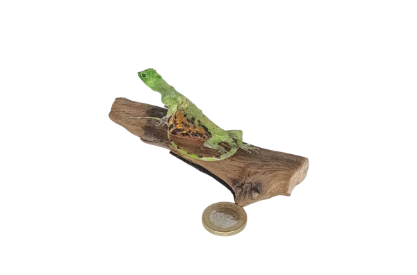 Taxidermy Flying Lizard. Log no 89. - Image 2