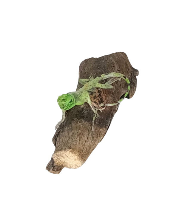 Taxidermy Flying Lizard. Log no 89. - Image 5