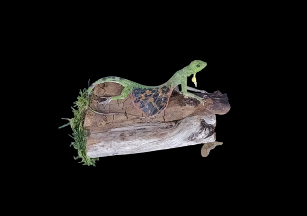 Taxidermy Flying Lizard. Log no 91.