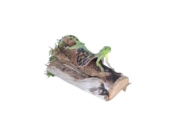 Taxidermy Flying Lizard. Log no 91. - Image 3