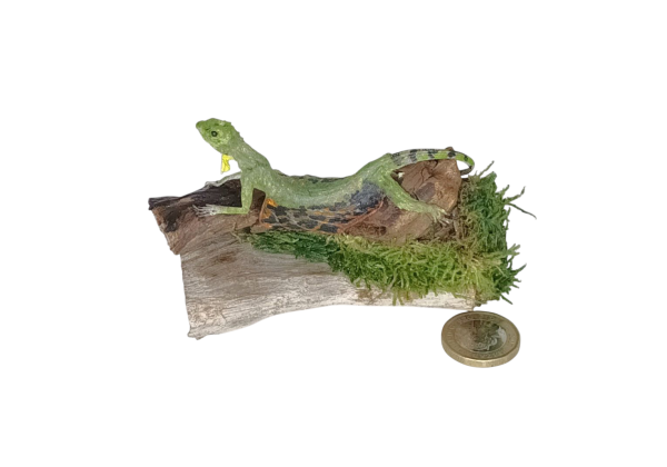 Taxidermy Flying Lizard. Log no 91. - Image 4