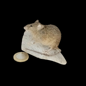 Taxidermy House Mouse. Log no 103.