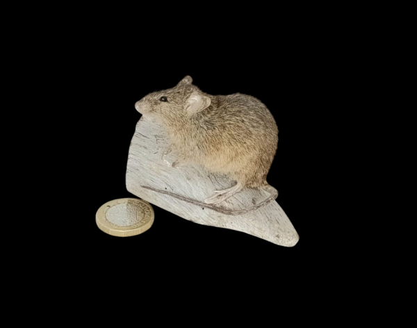 Taxidermy House Mouse. Log no 103.