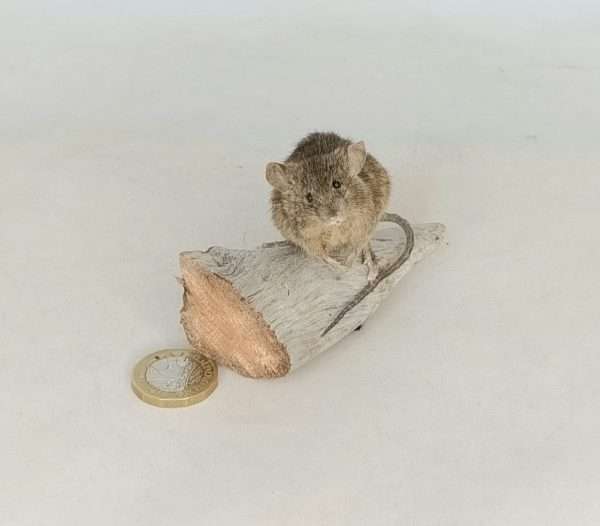 Taxidermy House Mouse. Log no 103. - Image 4