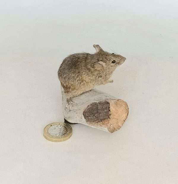 Taxidermy House Mouse. Log no 103. - Image 2