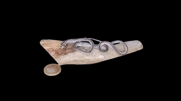 Taxidermy Tiny Lined Snake. Log no 90.