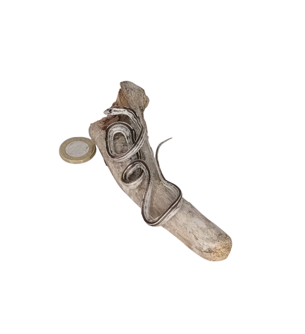 Taxidermy Tiny Lined Snake. Log no 90. - Image 4