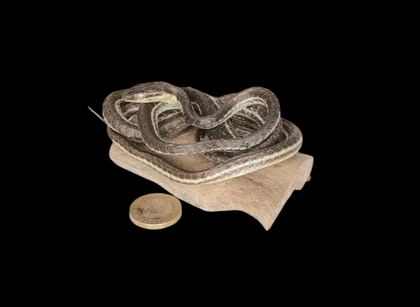 Taxidermy Tiny Lined Snake. Log no 92.