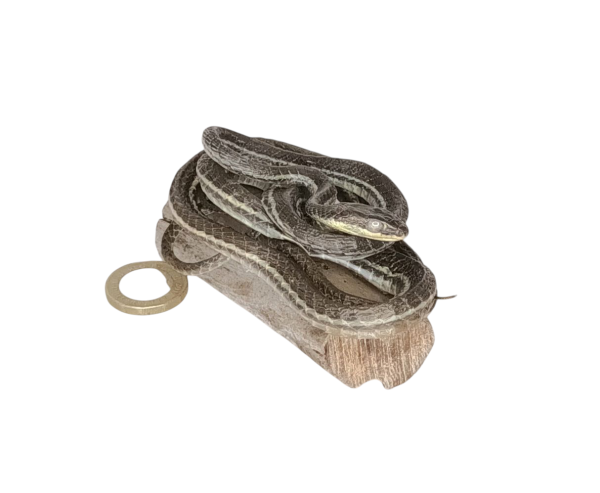 Taxidermy Tiny Lined Snake. Log no 92. - Image 2