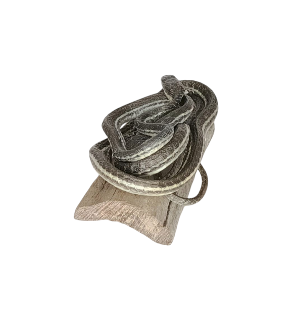 Taxidermy Tiny Lined Snake. Log no 92. - Image 5