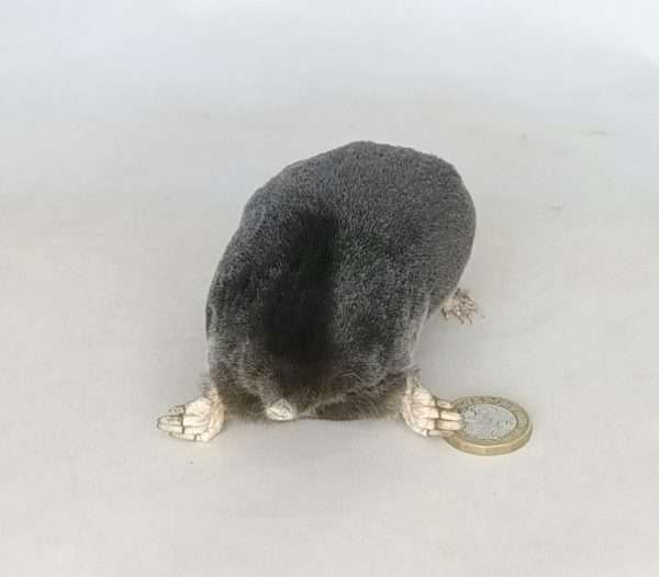 Taxidermy Crawling Mole. Log no 105. - Image 2