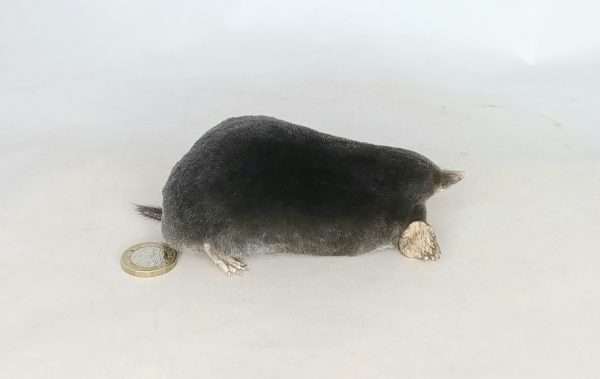 Taxidermy Crawling Mole. Log no 105. - Image 3