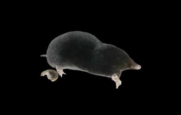 Taxidermy Crawling Mole. Log no 84.