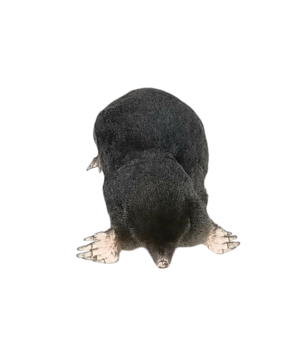 Taxidermy Crawling Mole. Log no 84. - Image 2